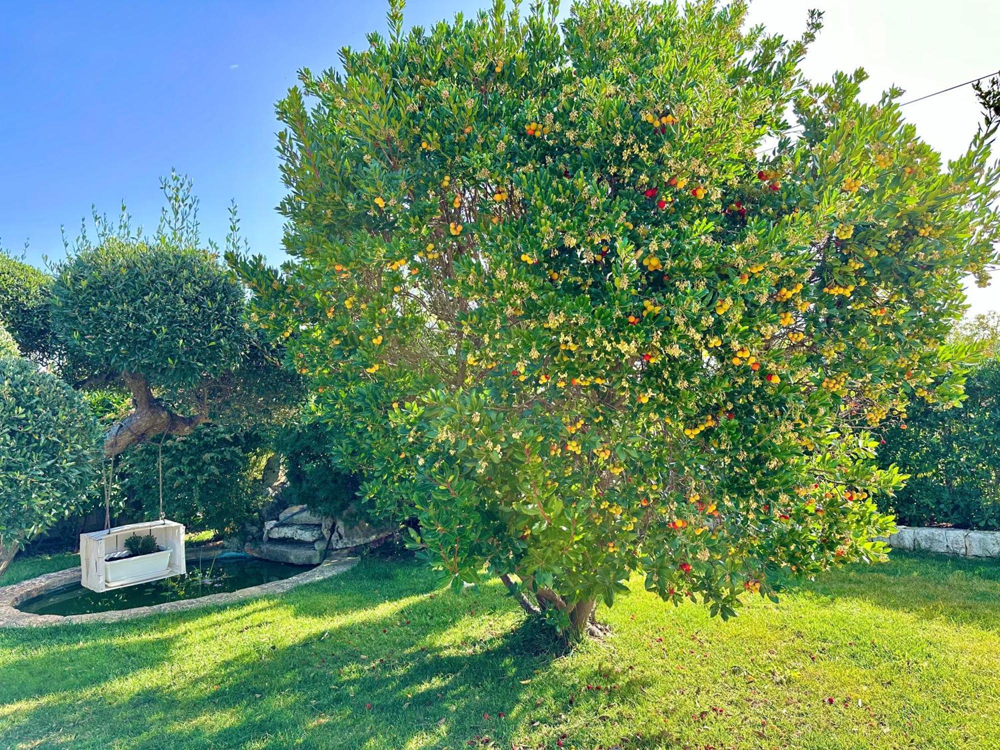 Trulli Fenice ألبيروبيللو الغرفة الصورة
